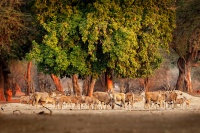 Antilopa losi - Taurotragus oryx - Common Eland o3241